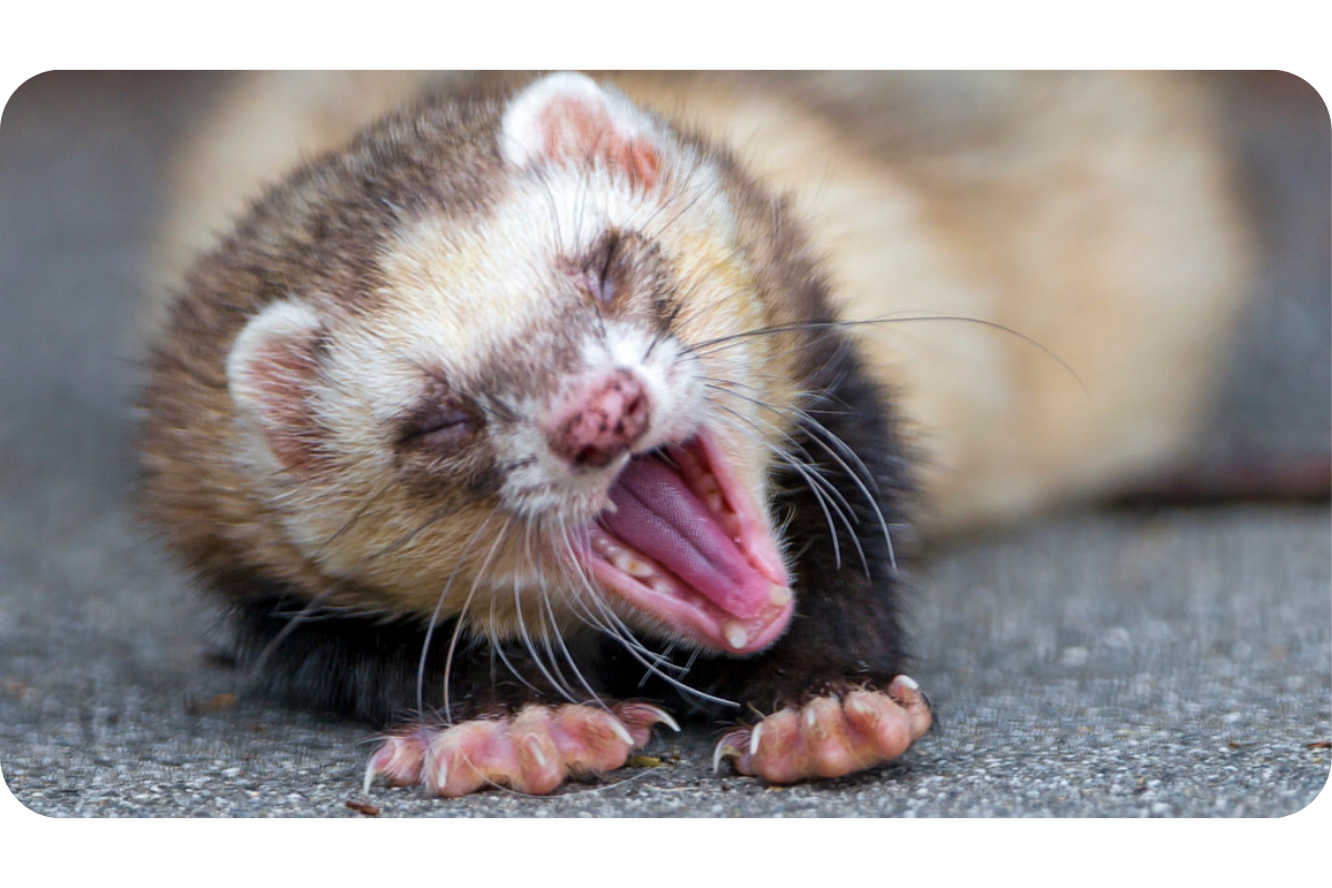 are ferrets nocturnal