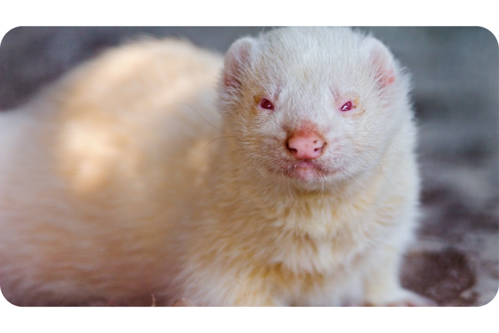 A white ferret lays on the ground, squinting into the camera. 