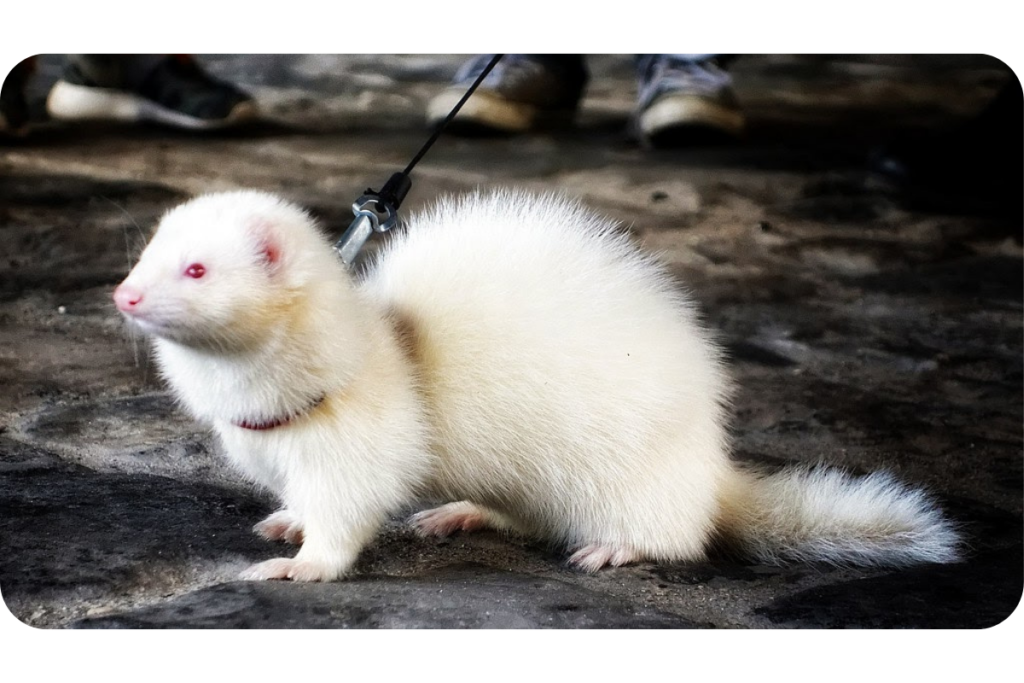white ferret